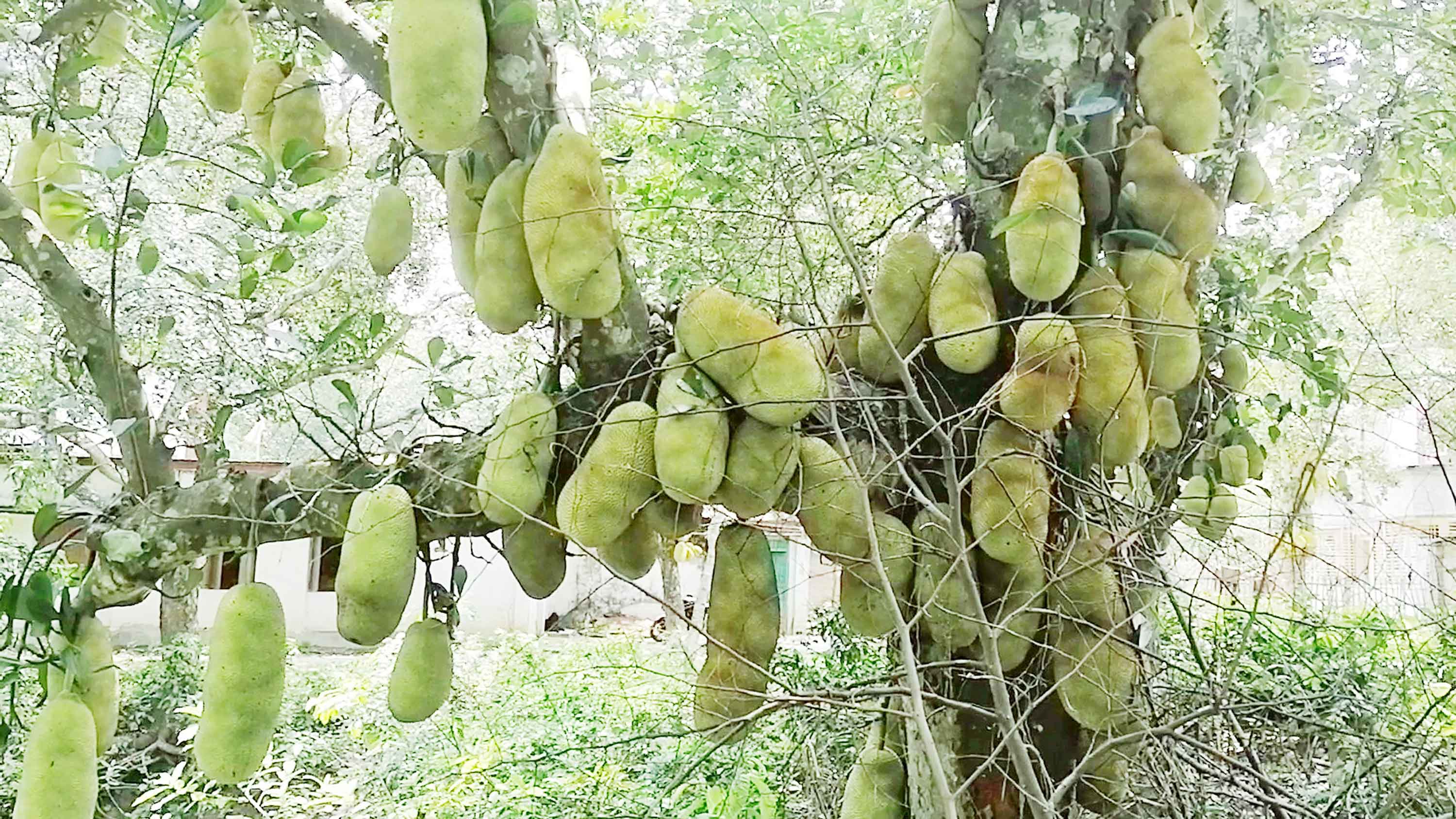 গাছে গাছে শোভা পাচ্ছে মধুমাসের ফল কাঁঠাল
