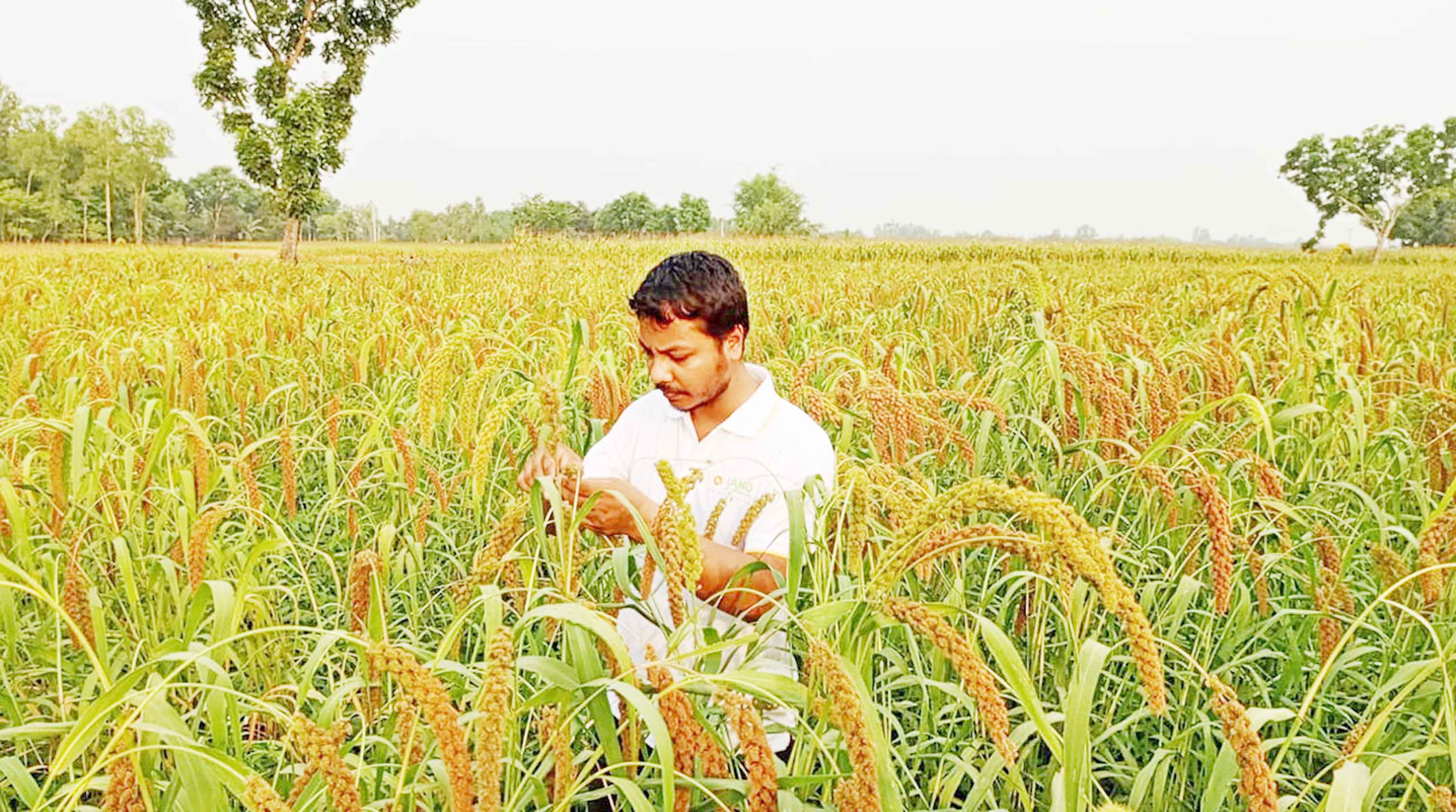বীরগঞ্জে বাদামের সঙ্গে কাউন চাষে সফল তরুণ উদ্যোক্তা