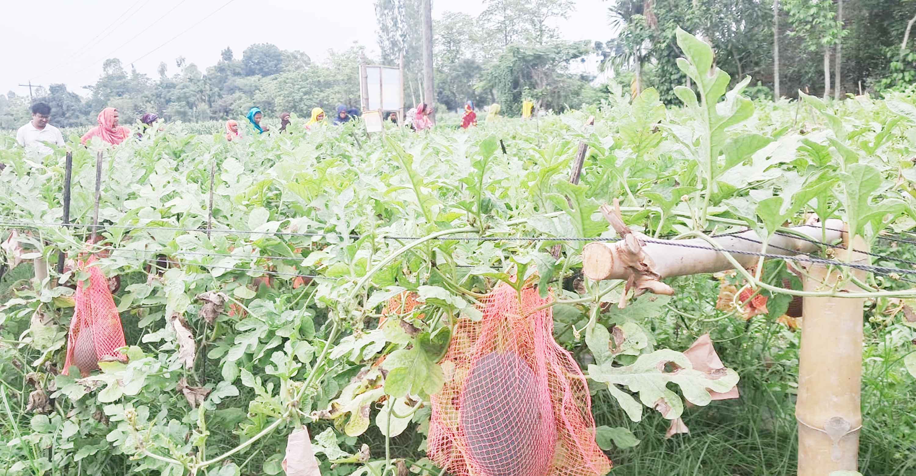 পলিথিনে তরমুজ চাষে সফল রাজারহাটের চাষি