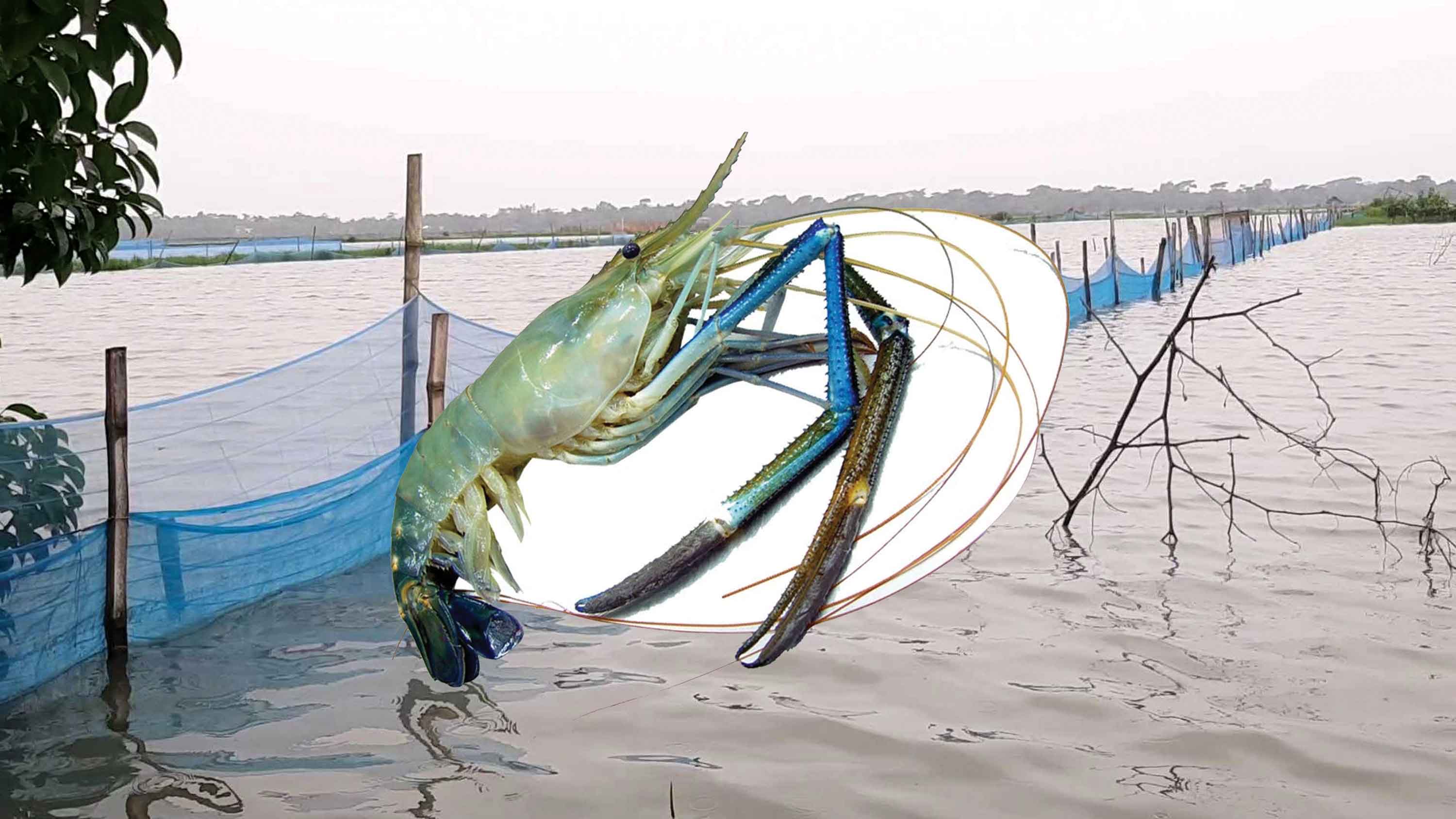 রেমালে ভেসে গেছে ৪০ হাজার চিংড়ি ঘের, রপ্তানি কমার শঙ্কা