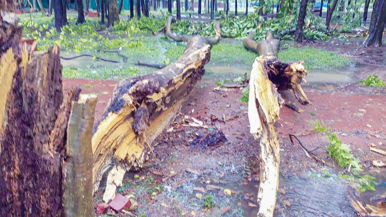 ঝড়ে ঢাকায় এত গাছ ভাঙল কেন?