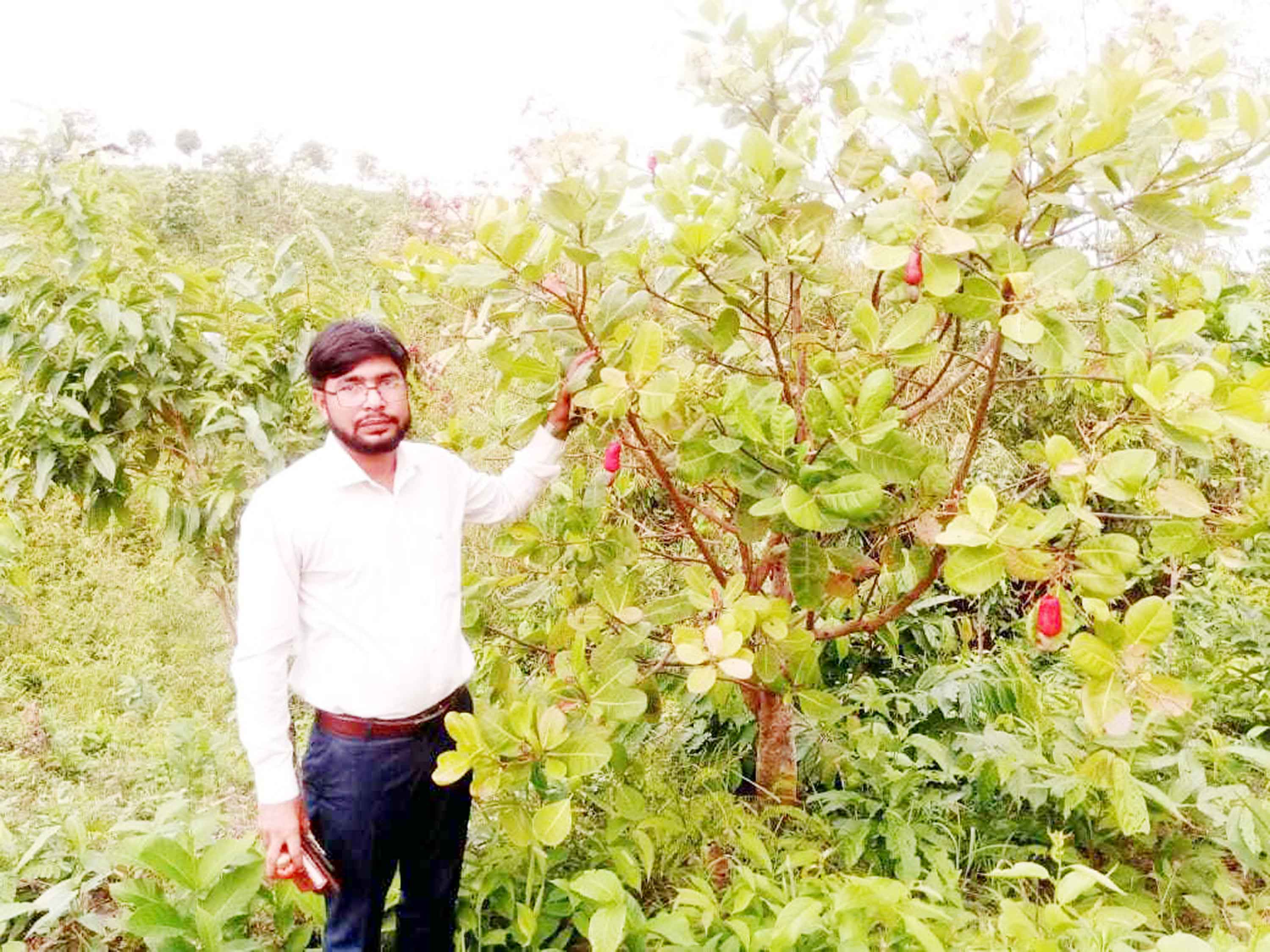 কাপ্তাইয়ে কাজুবাদাম চাষে সম্ভাবনার দ্বার উন্মোচিত