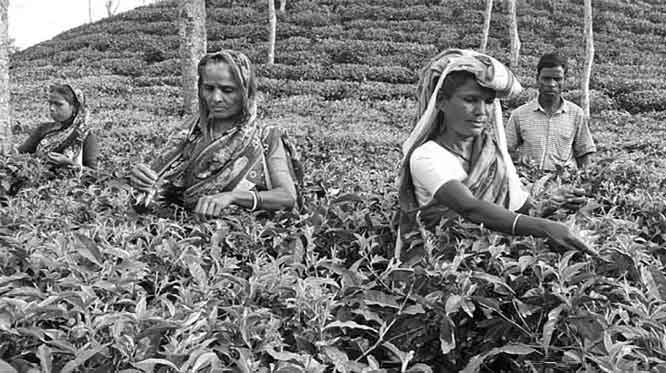 জাতীয় চা দিবস সম্ভাবনাময় চা শিল্প