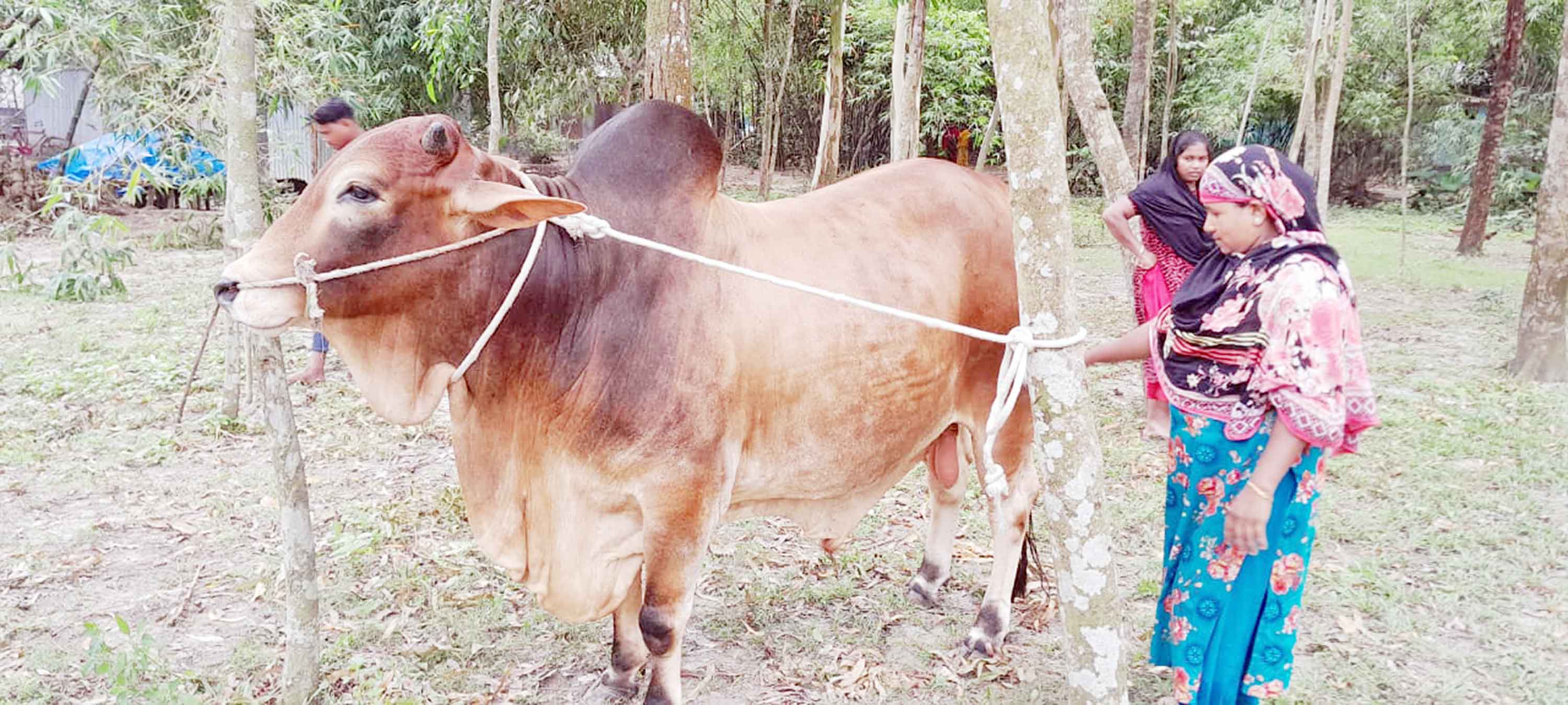 বকশীগঞ্জে কোরবানির জন্য প্রস্তুত ২০ মণ ওজনের 'রাজা বাবু'
