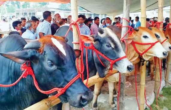 কোরবানির চাহিদা মিটিয়েও উদ্বৃত্ত থাকবে ৩০ লাখ পশু