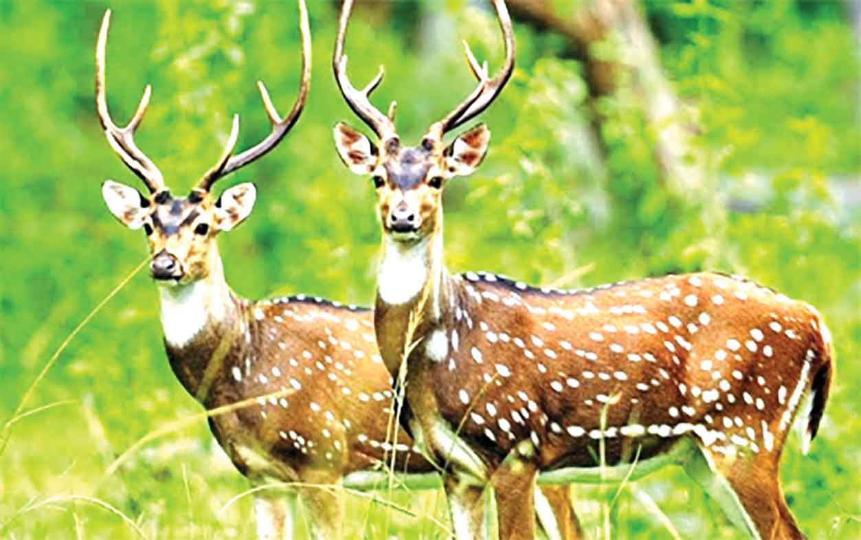 সুন্দরবনে মৃত হরিণের সংখ্যা বেড়ে ১৩৪