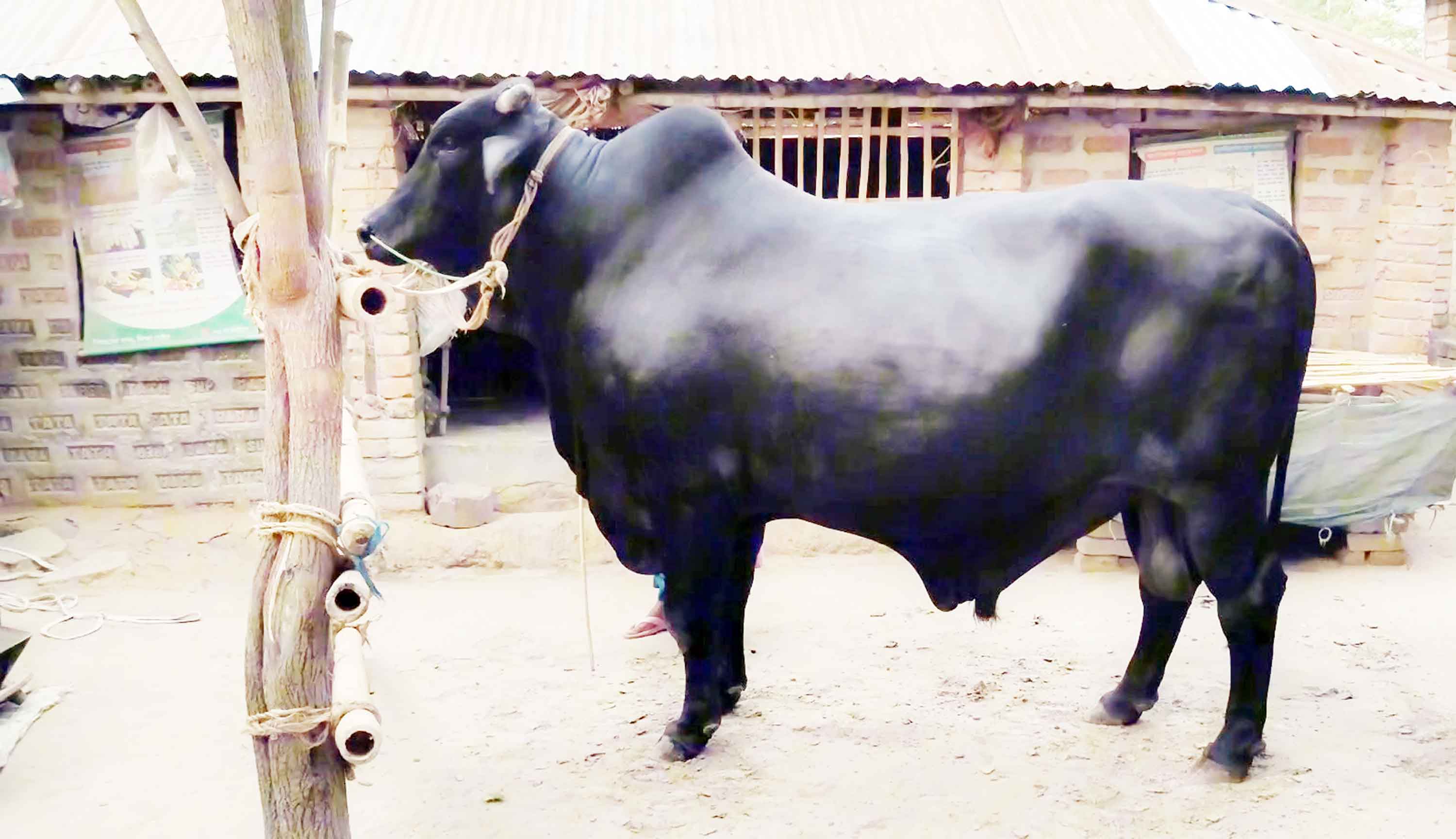 এবার কোরবানিতে গাংনীর হাট মাতাবে 'কালো পাহাড়'