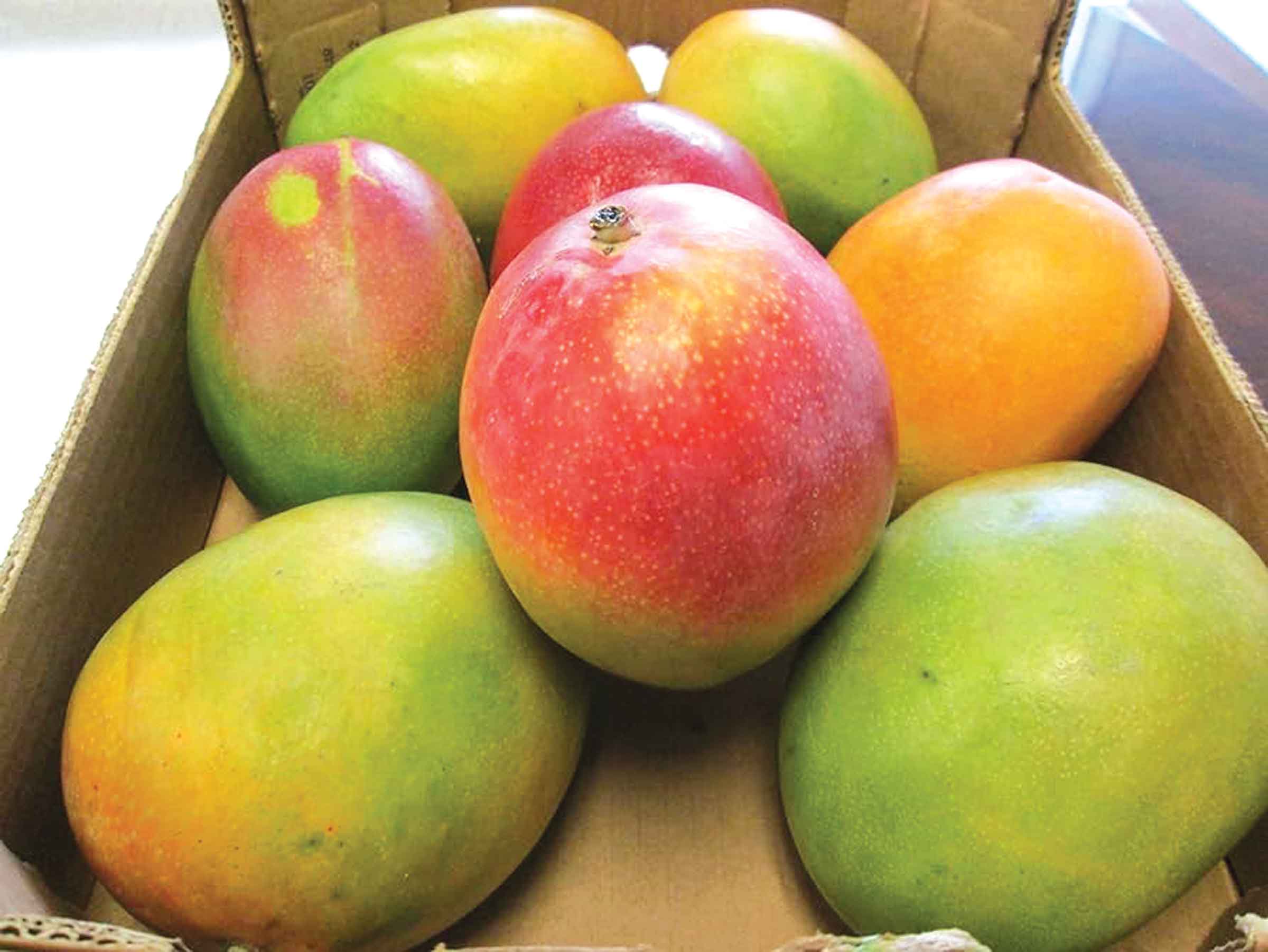 ইউরোপে যাচ্ছে সাতক্ষীরার আম