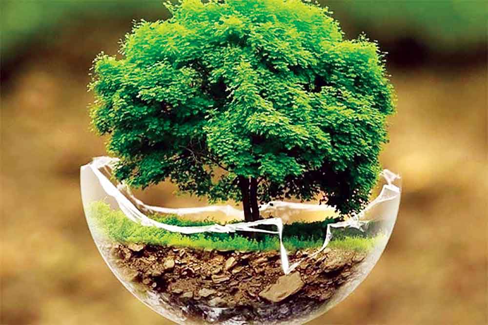 বনায়নে অনেক পিছিয়ে বাংলাদেশ