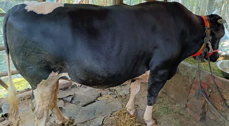 পশুর নাম রেখেছে শান্ত, দাম হাঁকছেন ১৫ লাখ টাকা