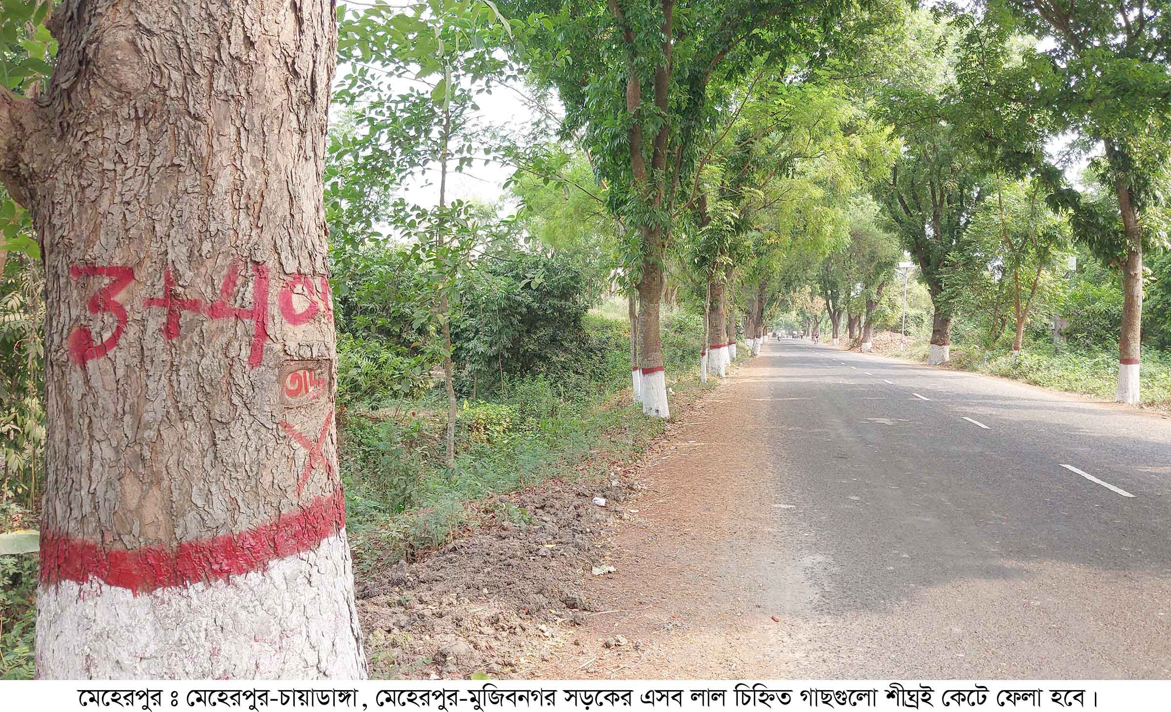 মেহেরপুরে সড়ক উন্নয়নের অজুহাতে ফের দেড় হাজার গাছ কাটার পাঁয়তারা