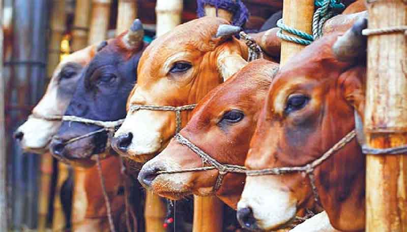 কোরবানির জন্য সুস্থ গরু চিনবেন যেভাবে