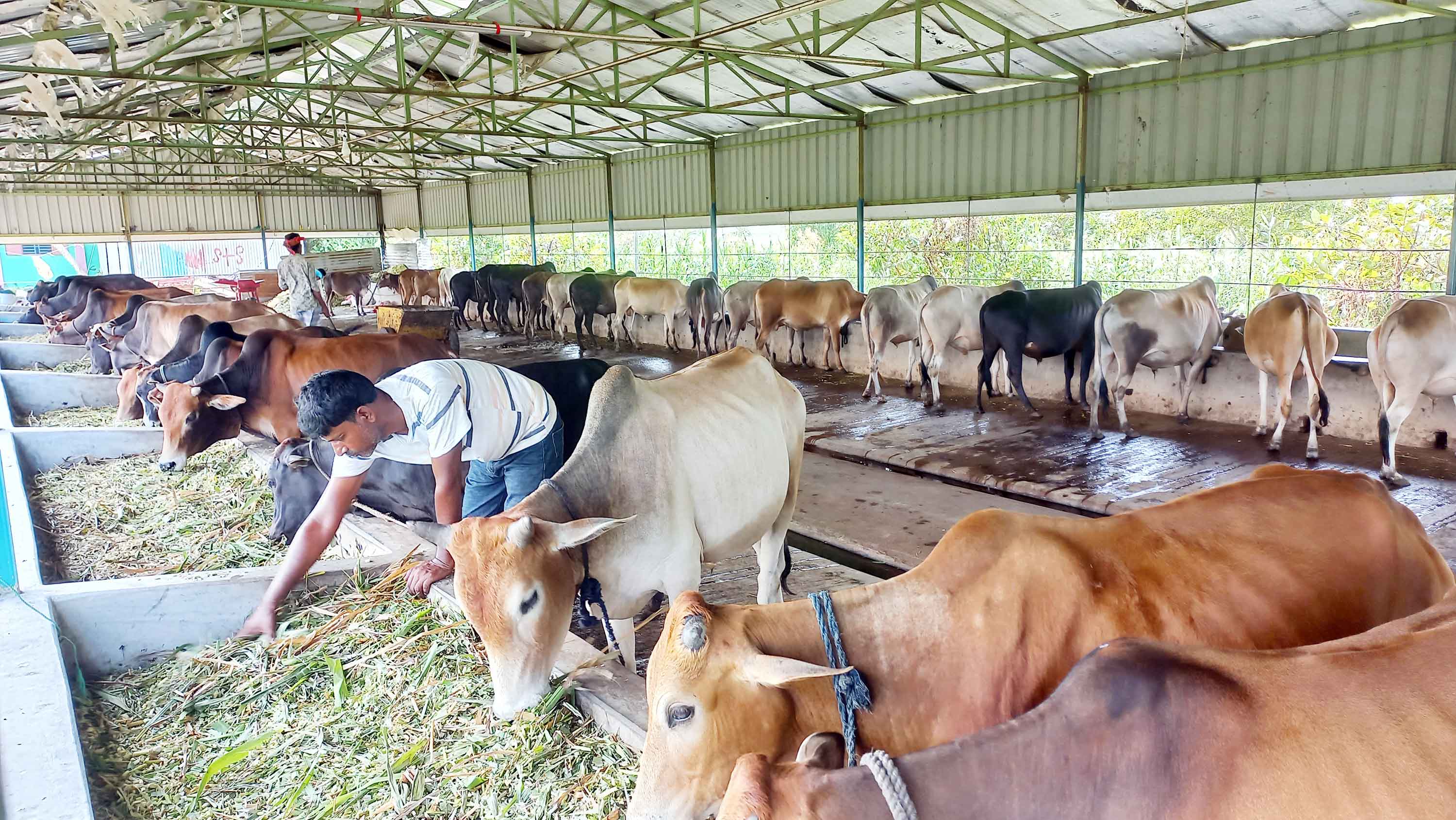 চাঁদপুর জেলায় ১৭ হাজার কোরবানির পশু সংকট