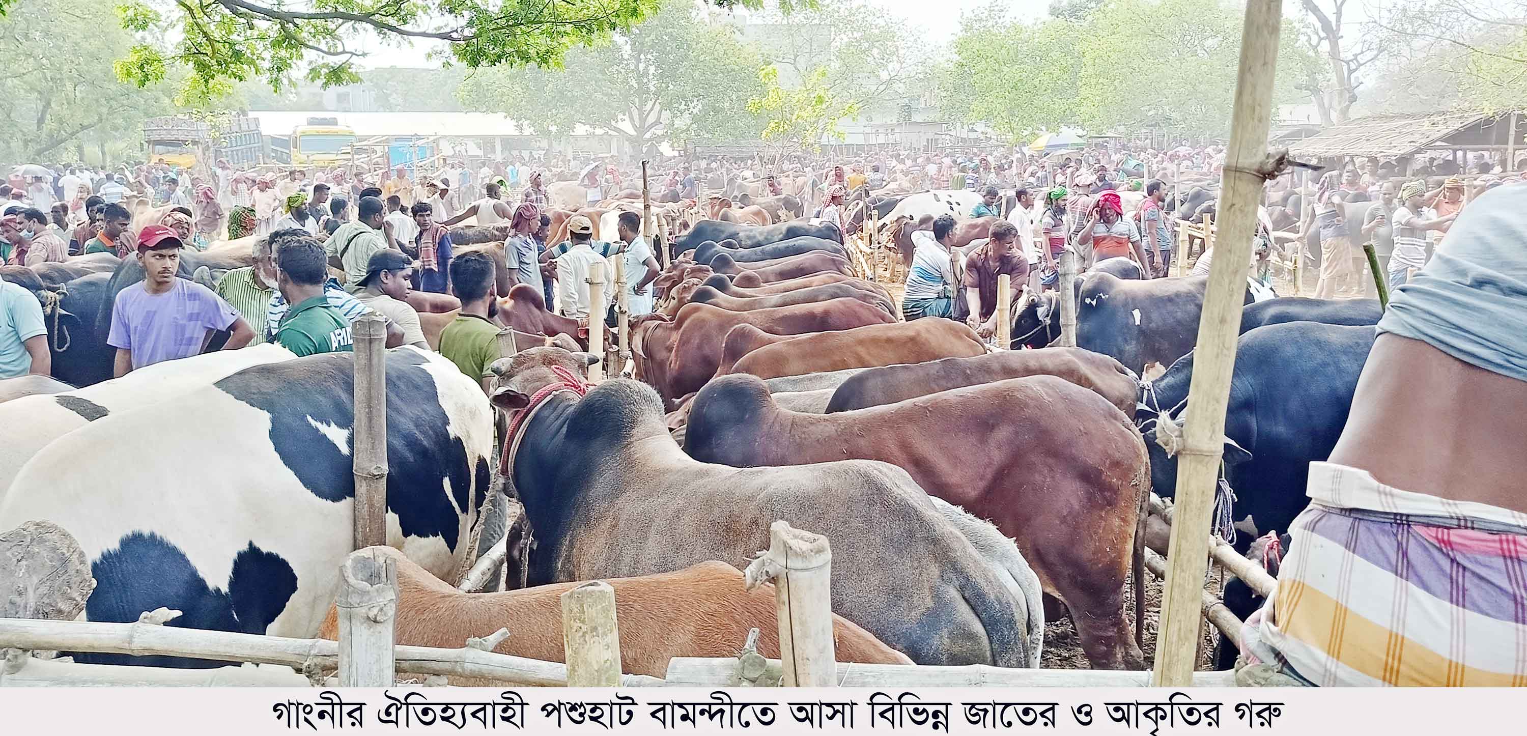 বাইরে থেকে গরু আমদানি না করার আহ্বান গাংনীর বেপারী-খামারিদের