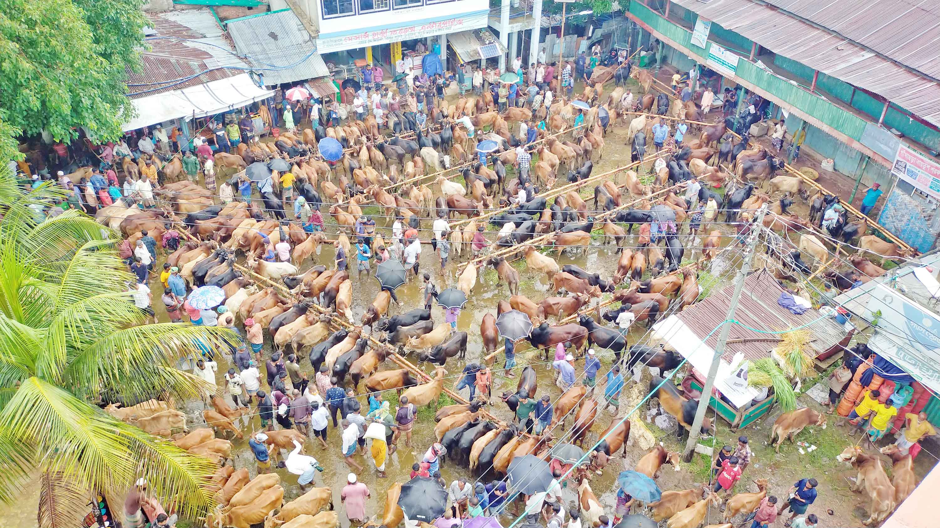 পাহাড়ে জমজমাট কোরবানির পশুর হাট!