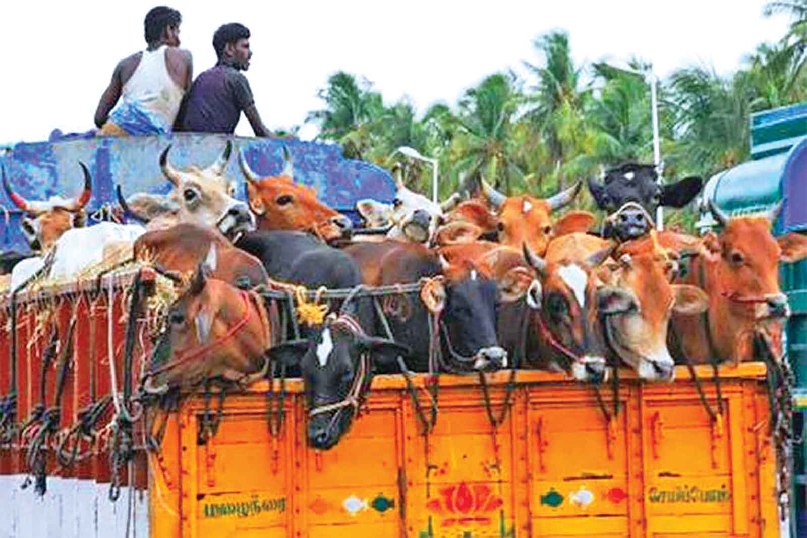 কোরবানির পশুর চড়া দাম নিয়ে শঙ্কায় ক্রেতারা