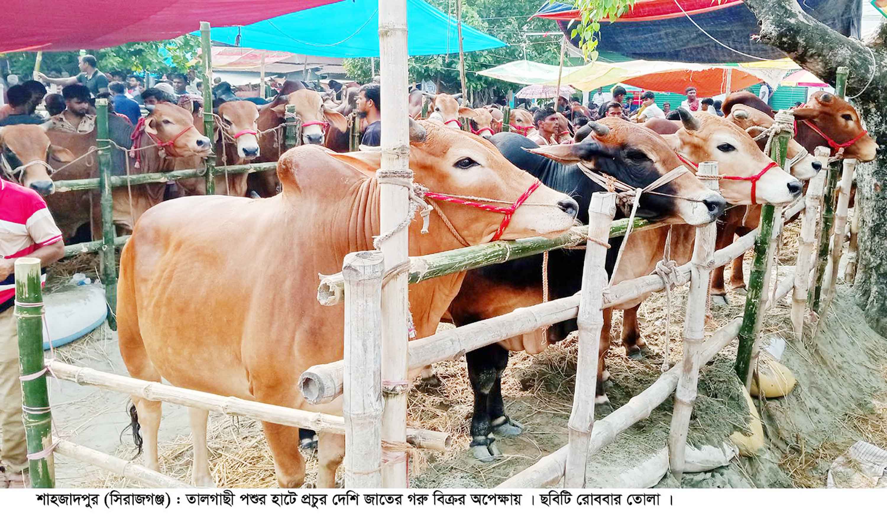 কোরবানির পশুর হাটে বিশেষ আকর্ষণ দৈত্যাকৃতির গরু ও মরুর দুম্বা