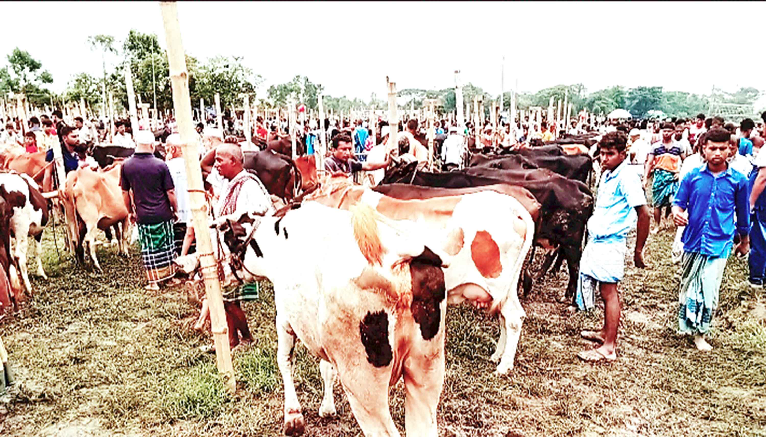 মাদারীপুরে চাহিদার চেয়ে বেশি গরু কোরবানির জন্য প্রস্তুত