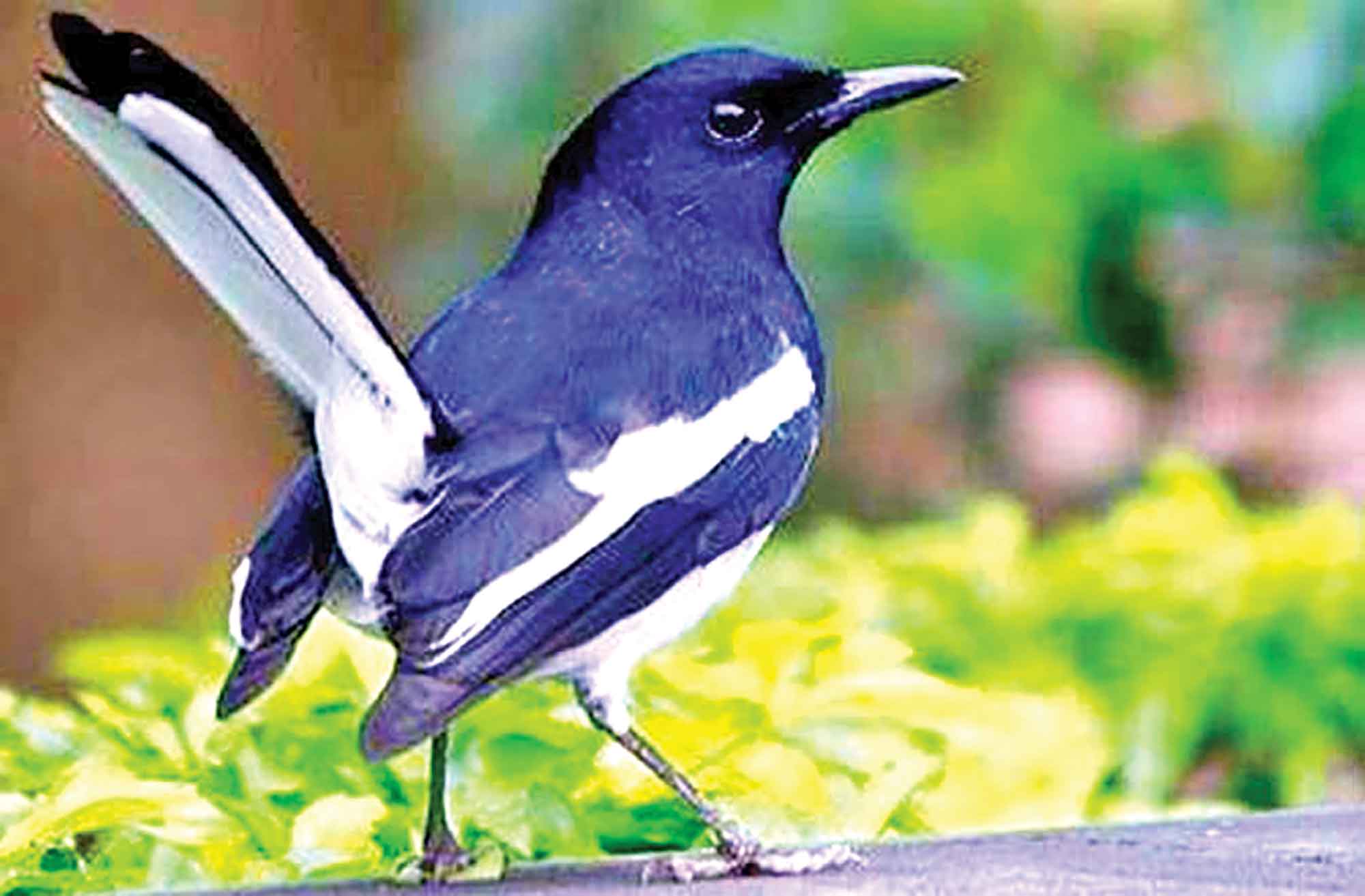 'মাথা গরম' দোয়েল পাখির বুদ্ধি কম