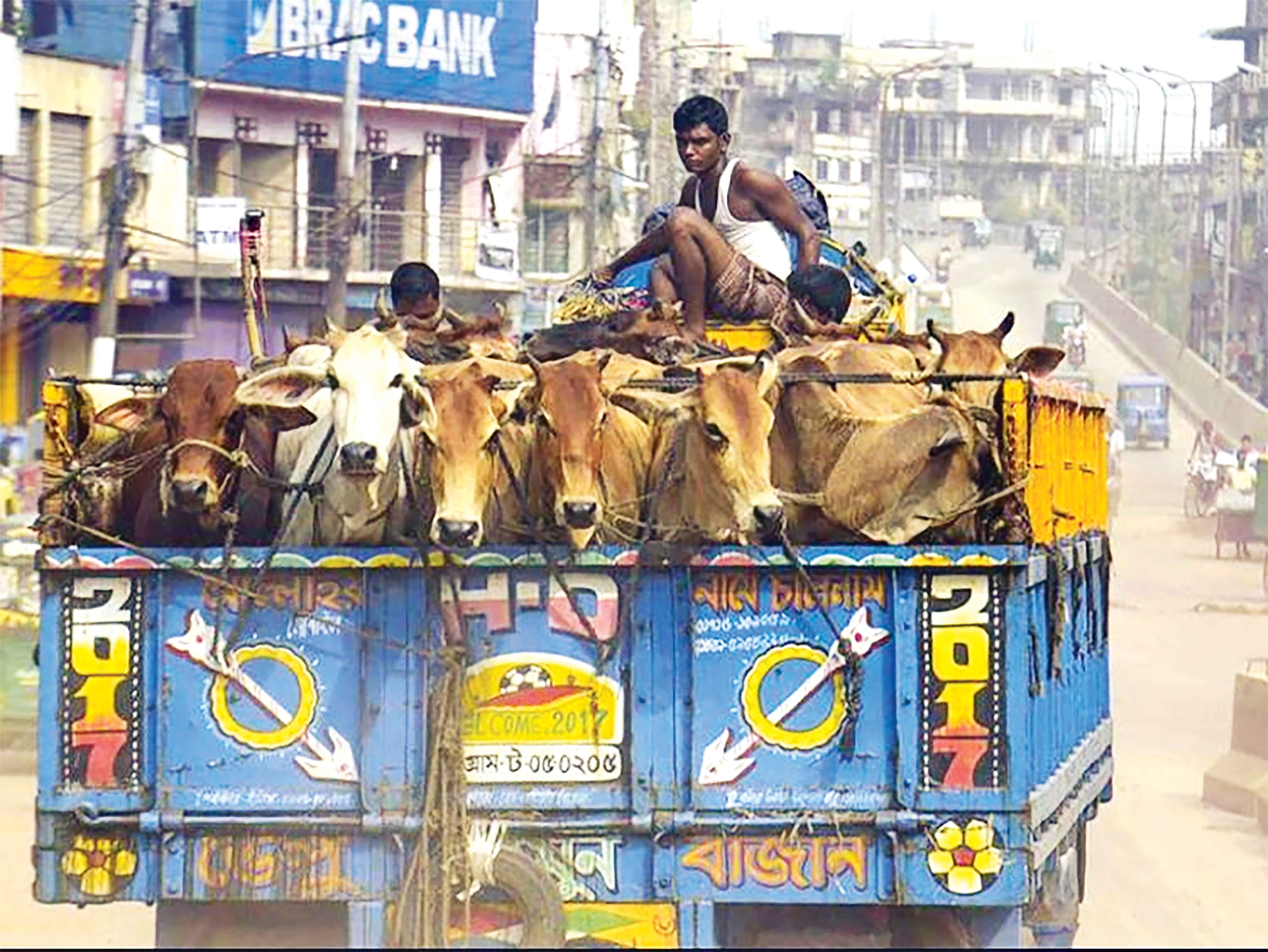 পশুবাহী ট্রাকে তবুও চাঁদাবাজি