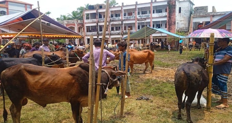 আখাউড়ায় কলেজ মাঠে কোররবানি পশুর হাট
