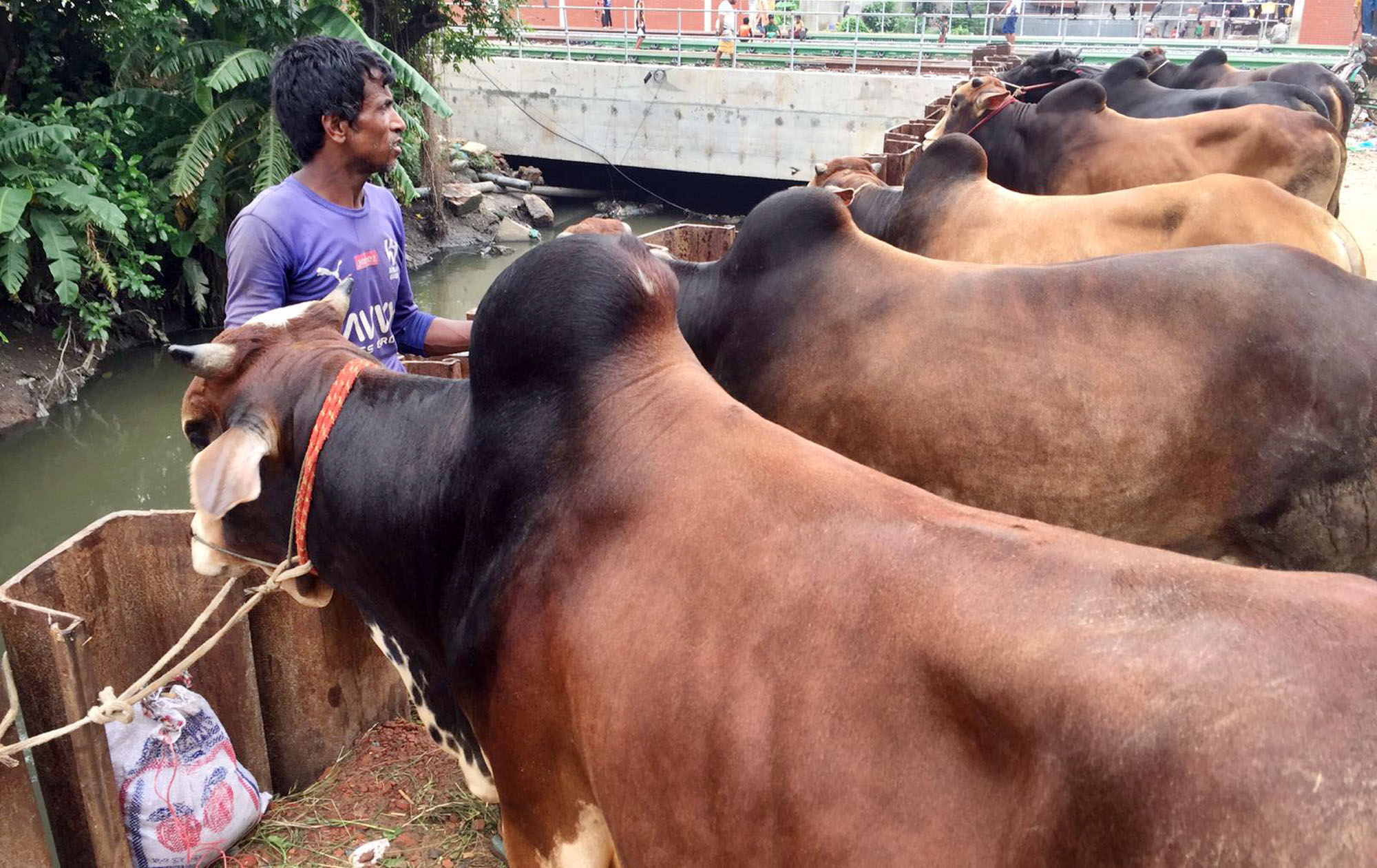 রাজধানীর হাটে বাড়ছে পশু, ক্রেতা কম
