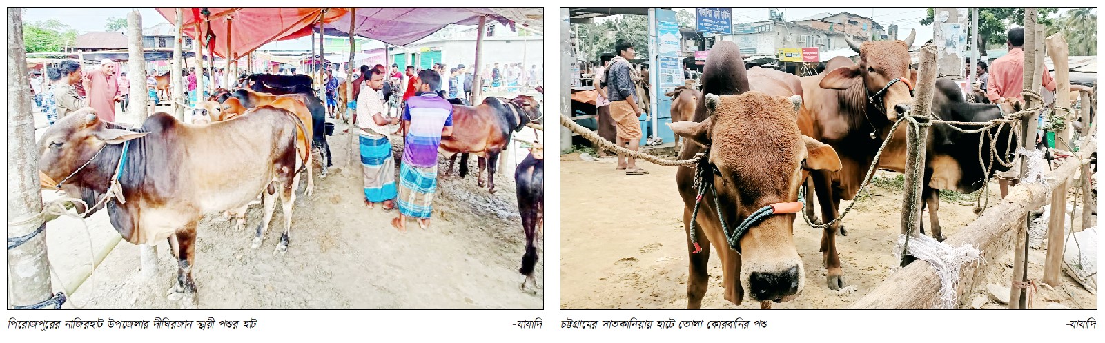 কোরবানির পশুর হাট জমে উঠলেও ক্রেতা সংকট