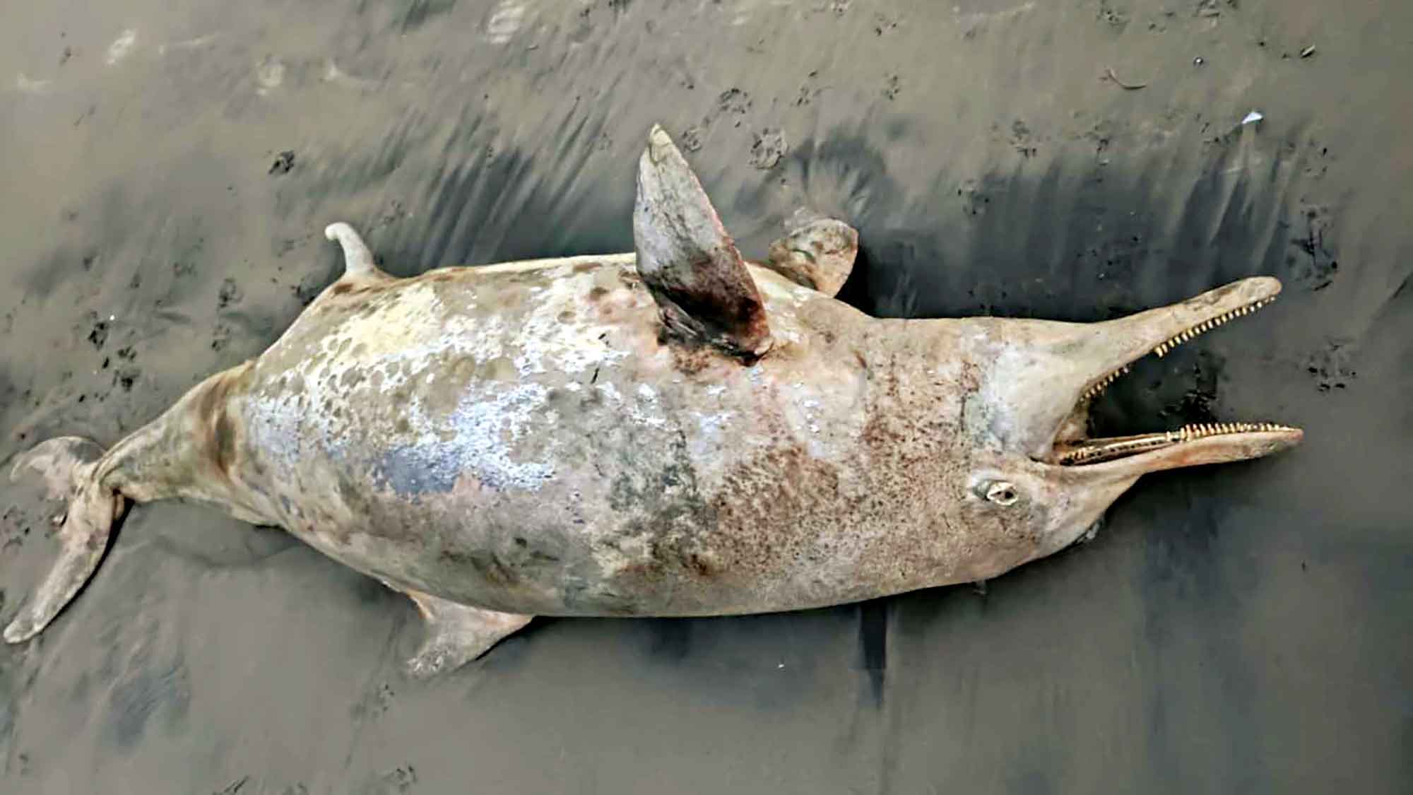 কুয়াকাটা সৈকতে ভেসে এলো মৃত ডলফিন