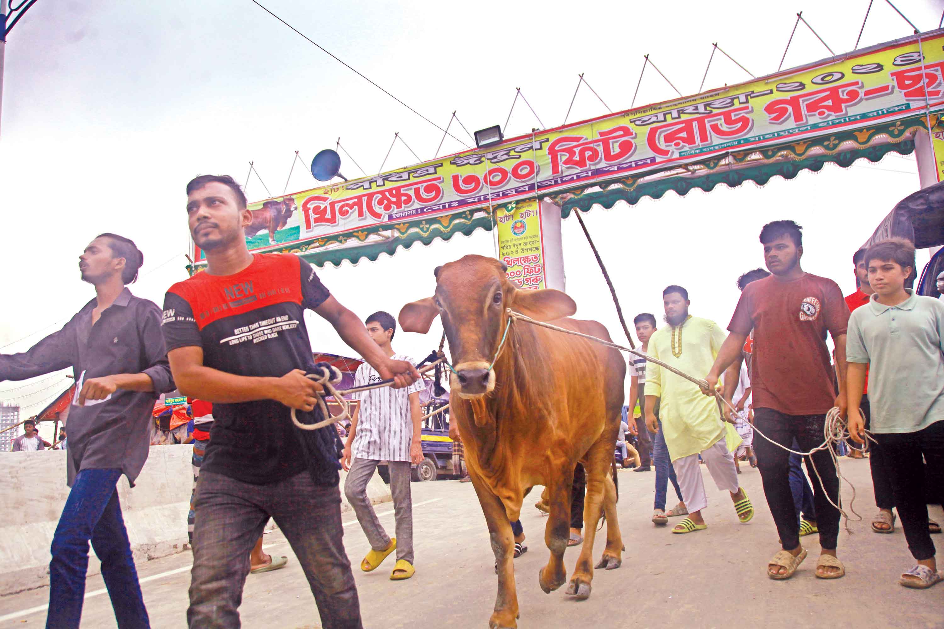 রাজধানীতে গরুর চড়া দাম, হাটে বিক্রি কম