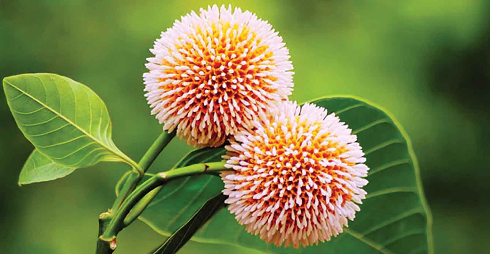 আজ আষাঢ়ের প্রথম দিন