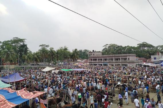 নাজিরপুরে জমজমাট পশুর হাট, মাঝারি গরুর বিক্রি বেশি