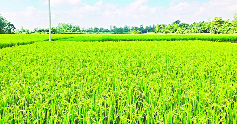 বিশ্ব কৃষির নেতৃত্বে বাংলাদেশ