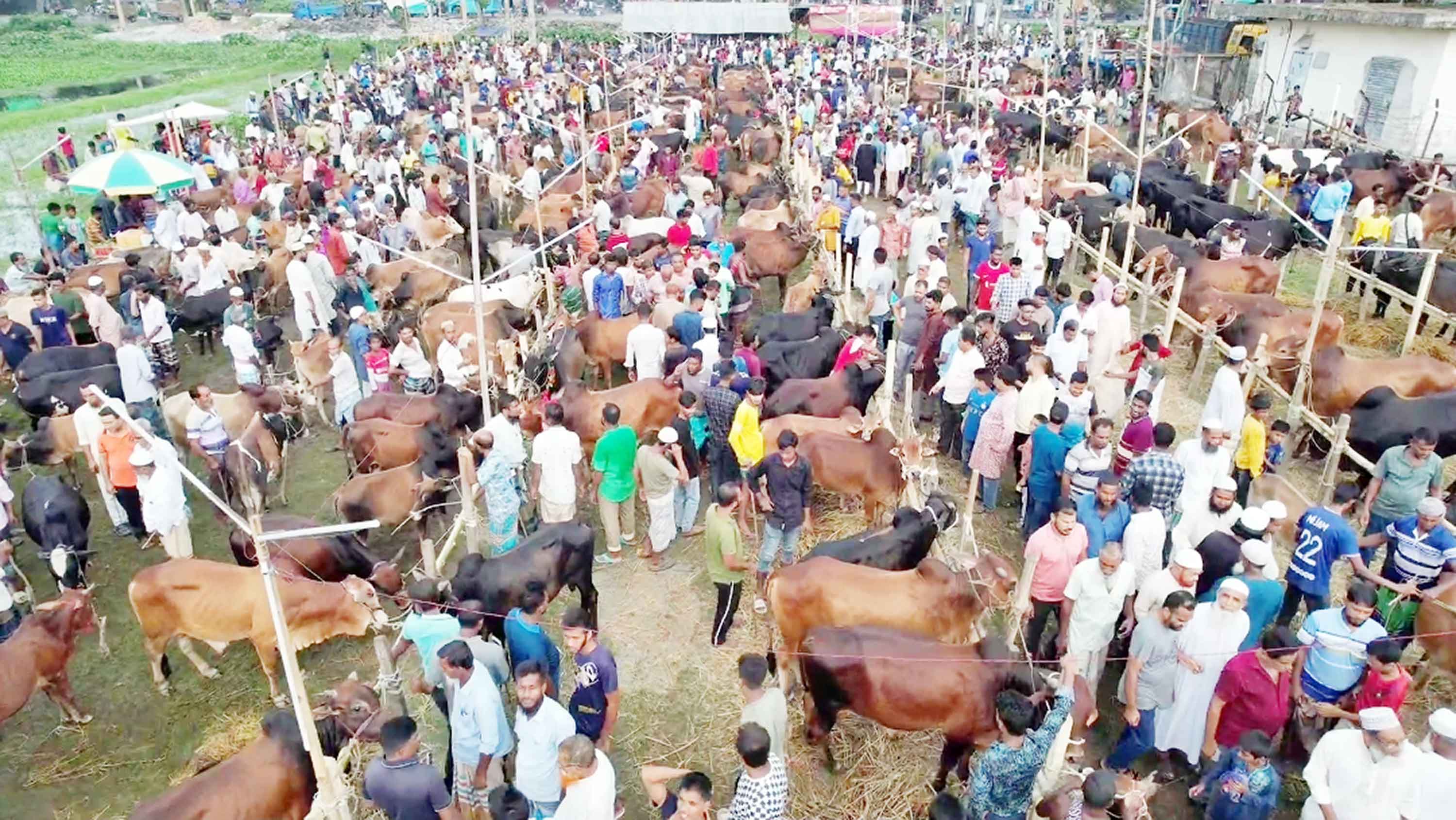 শেষ সময়ে জমে উঠেছে কোরবানির পশুর হাট