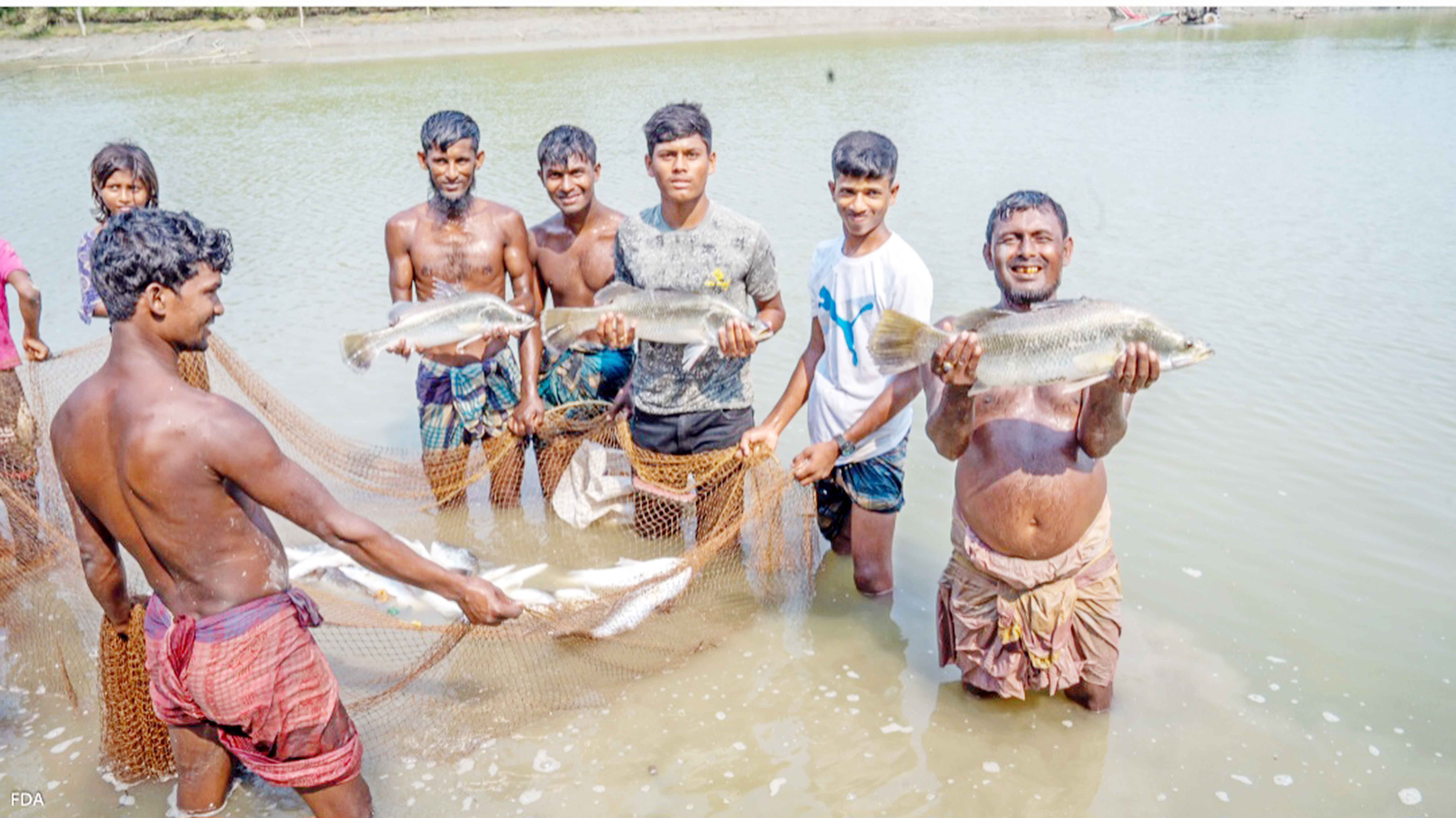 চরফ্যাশনে ভেটকি মাছ চাষে স্বাবলম্বী চাষিরা
