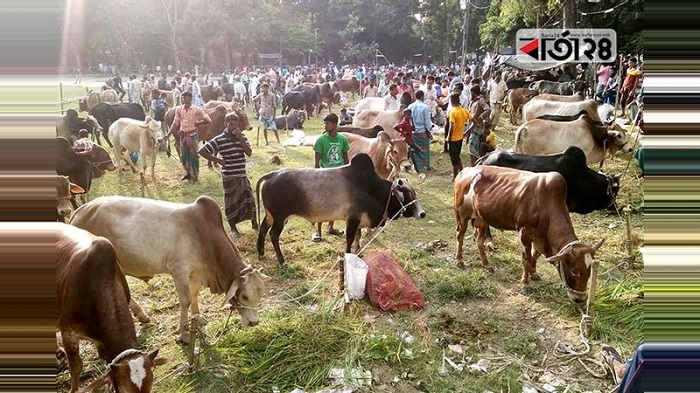 বেশি মানুষ কোরবানি দিয়েছে ঢাকায়, কম ময়মনসিংহে
