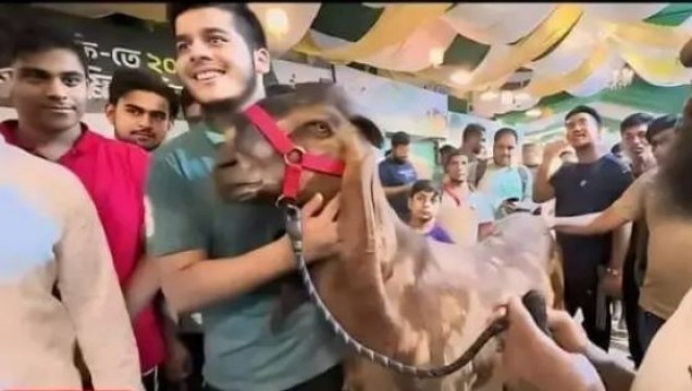 ১৫ লাখ টাকার ছাগল খামারে, ক্রেতা লাপাত্তা