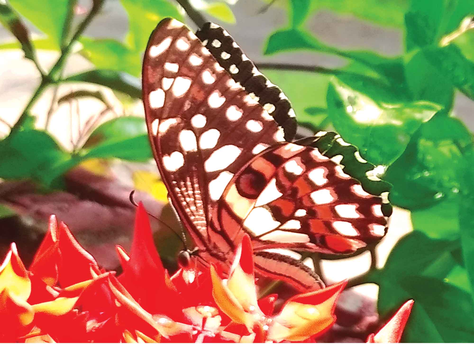 প্রকৃতি ও জীবন