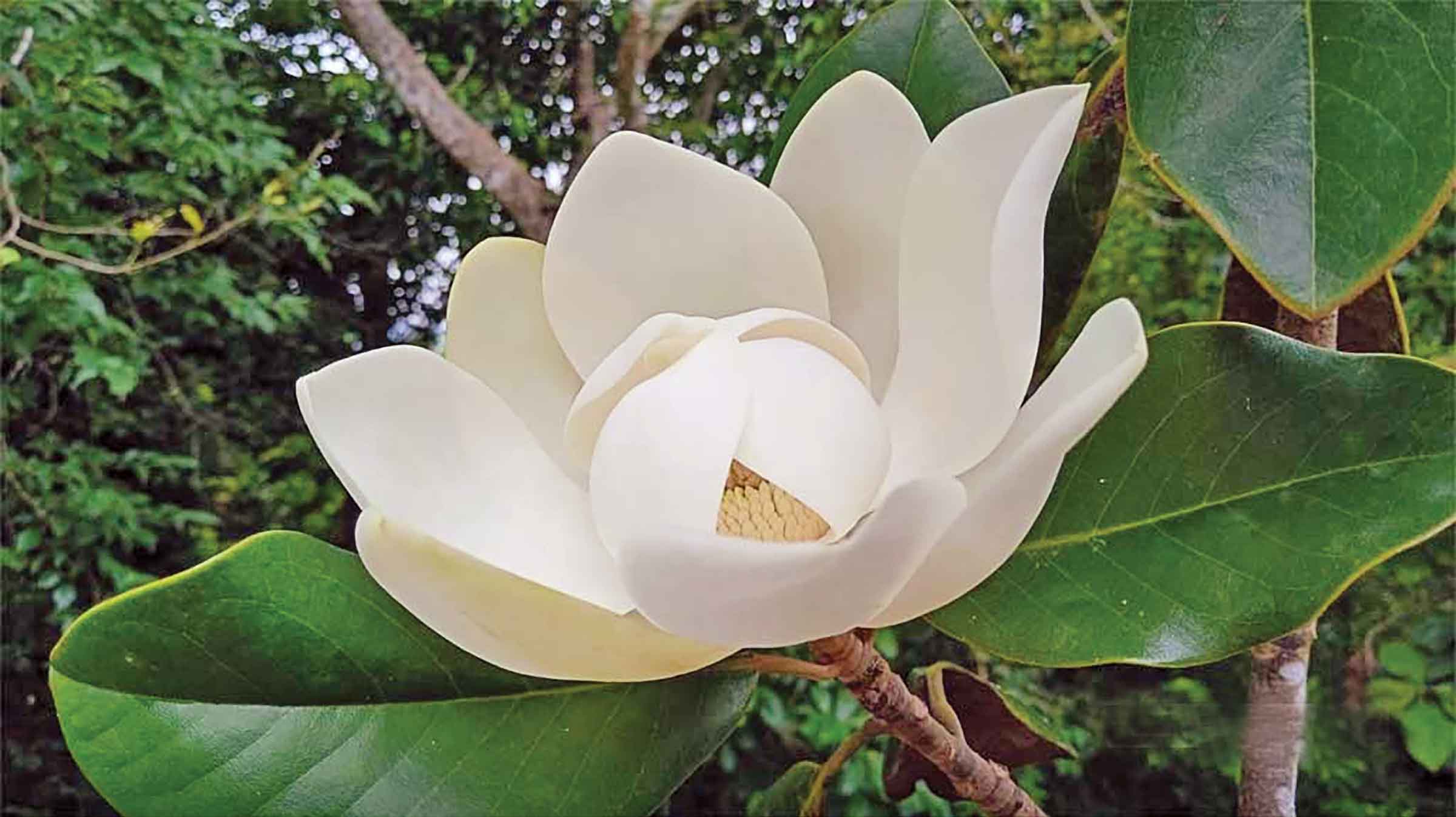 অপরূপ শোভার উদয়পদ্ম