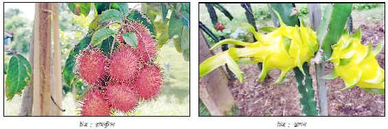 দুর্গম পাহাড়ে রামবুটান ও ড্রাগন চাষে সফলতা