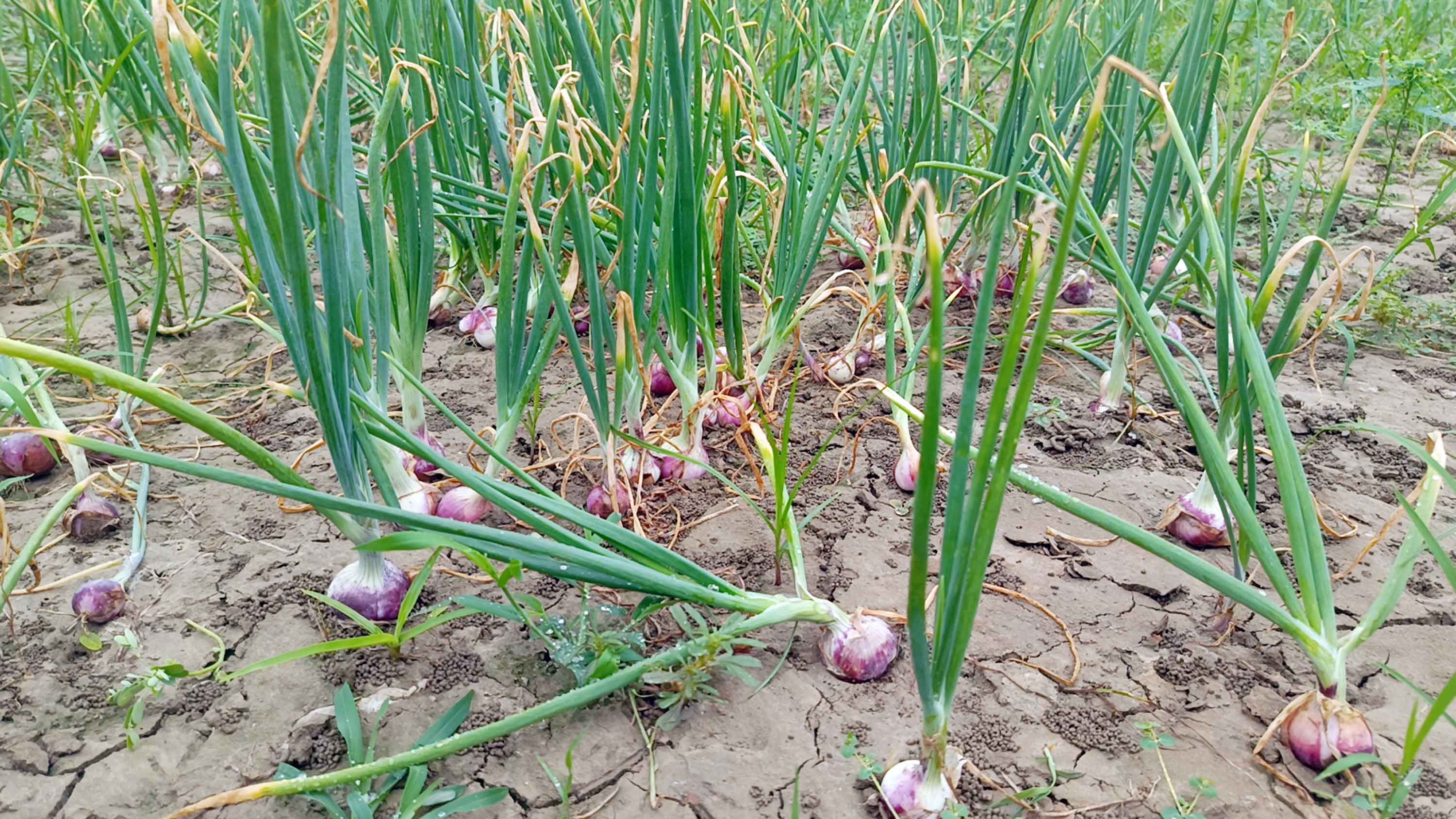 সালথায় গ্রীষ্মকালীন পেঁয়াজ চাষ