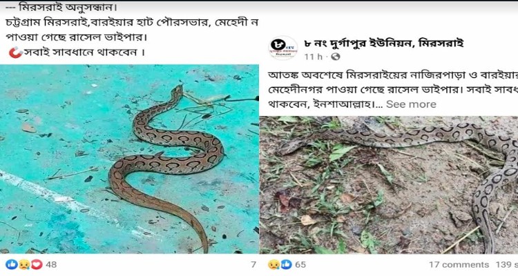 মিরসরাইয়ে 'রাসেল ভাইপার' সাপ নিয়ে গুজব