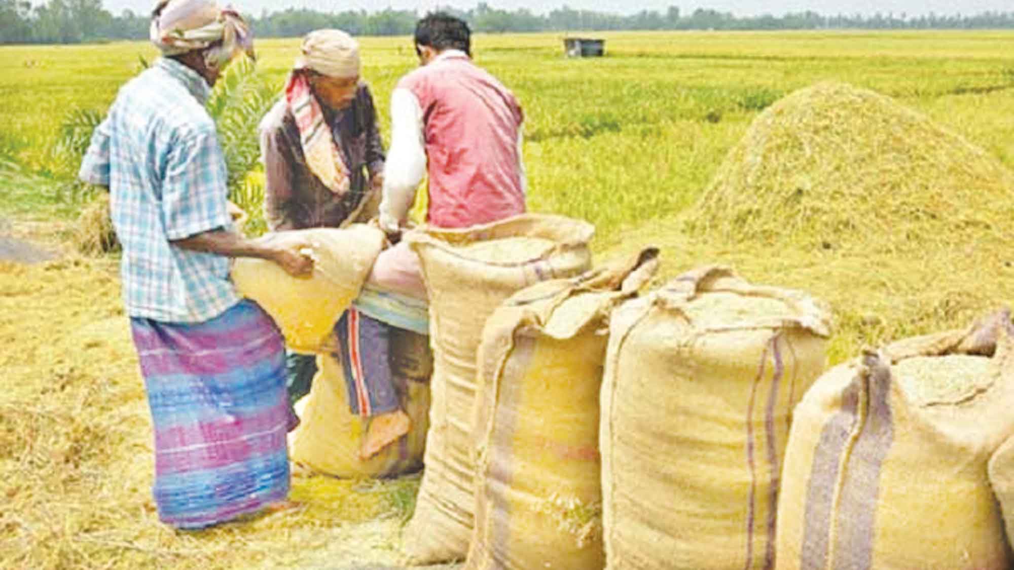 কৃষিতে বাংলাদেশের ঈর্ষণীয় সাফল্য উৎপাদন বৃদ্ধিতে বিশ্ব উদাহরণ