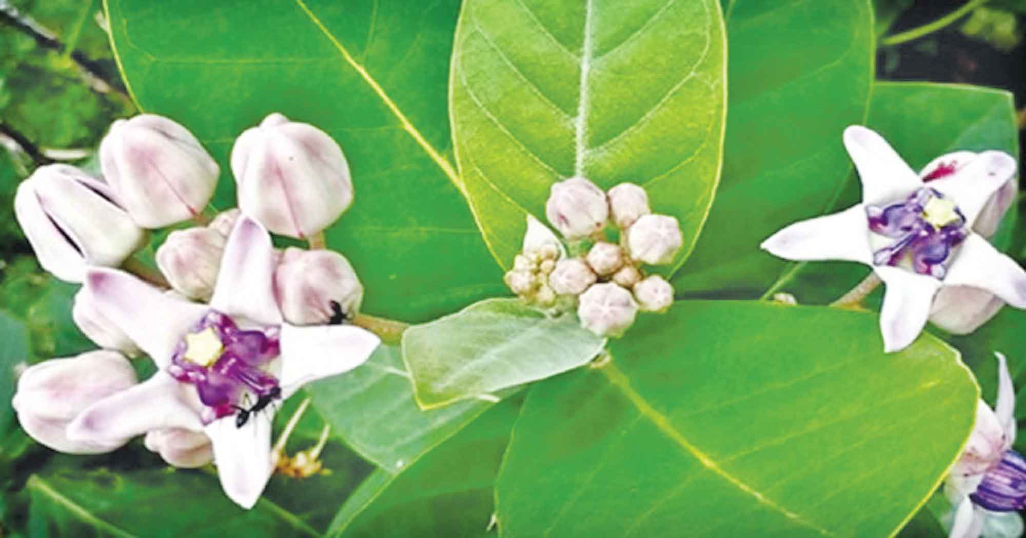 নানাবিধ রোগের মহৌষধ আকন্দ