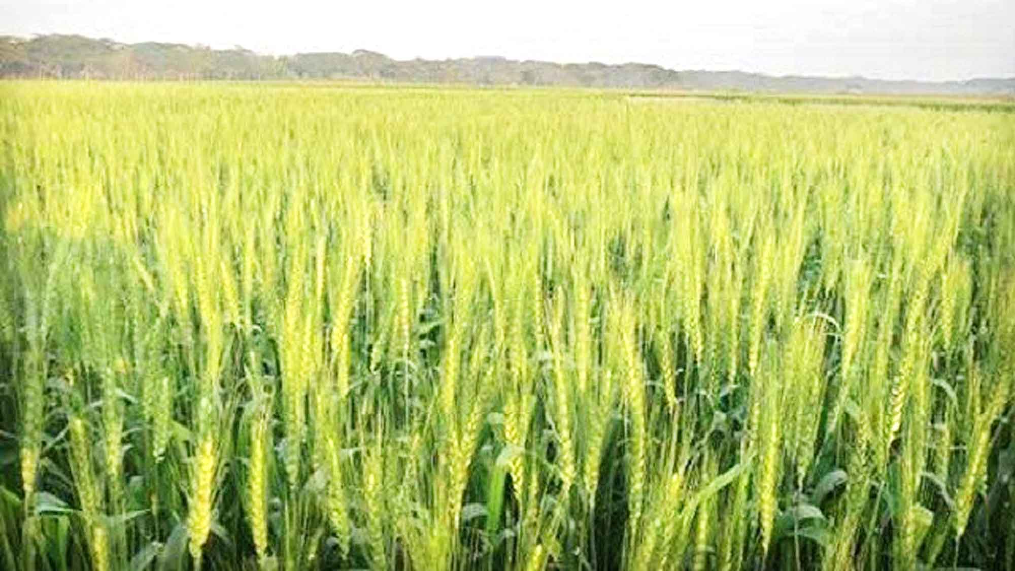 আধুনিক পদ্ধতিতে গম চাষ করলে বেশি ফলন পাওয়া যেতে পারে