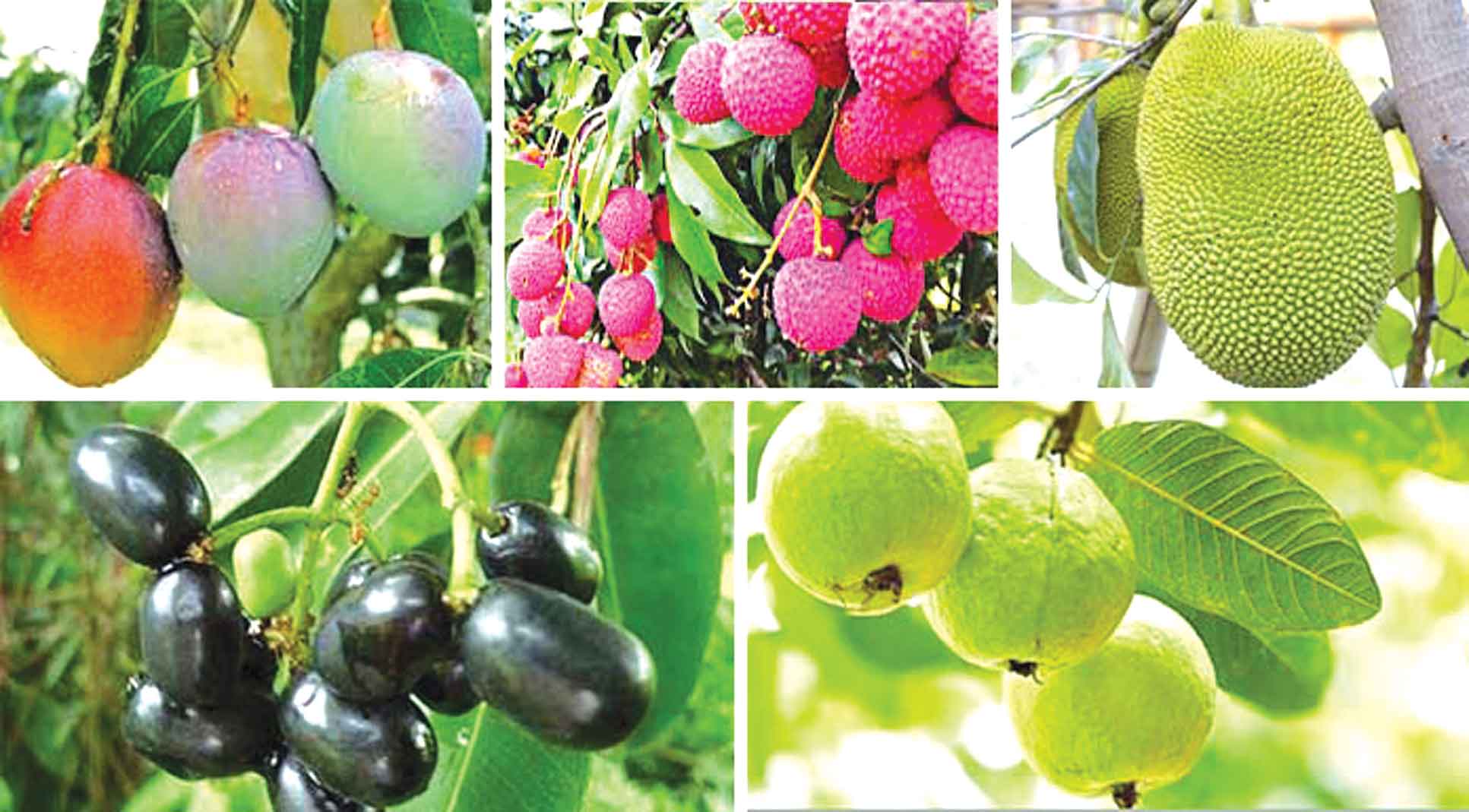 শিশুদের প্রিয় দেশী ফলগুলো সাধন সরকার