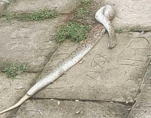রাসেল ভাইপার সাপ আতঙ্কে মাদারীপুরবাসী