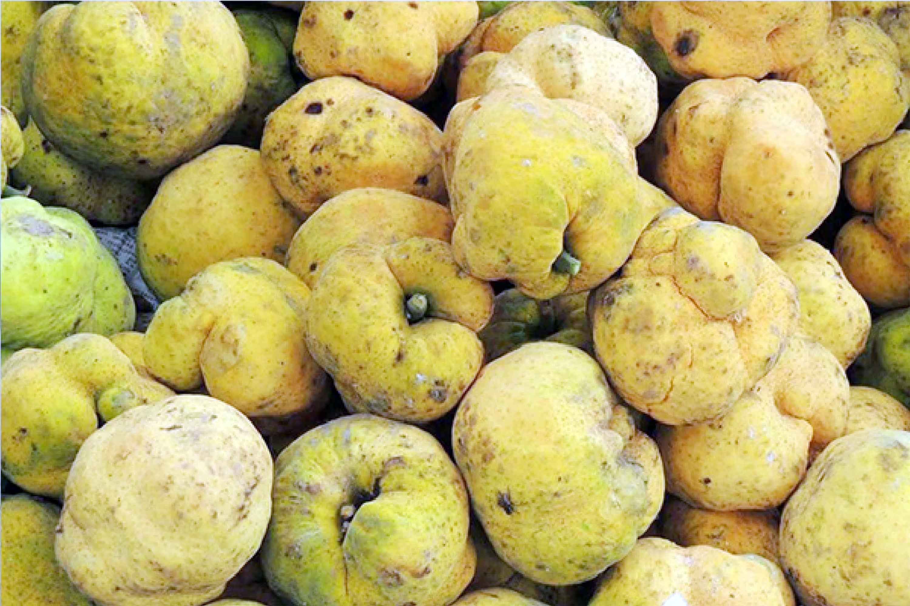 বিলুপ্তপ্রায় 'ডেউয়া' ফল
