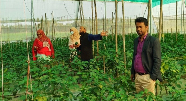 হোসেনপুরে সাড়া ফেলেছে বিস্ময়কর পলিনেট হাউজ