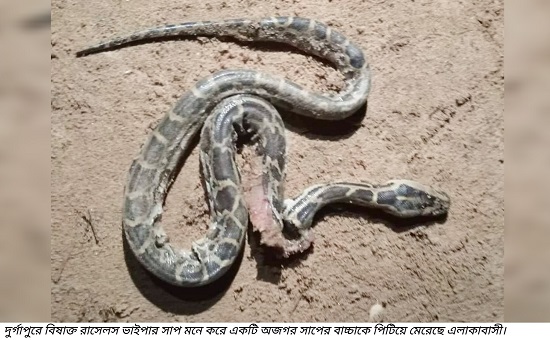 রাসেলস ভাইপার আতঙ্কে দুর্গাপুরে অজগর পিটিয়ে মারলো এলাকাবাসী 