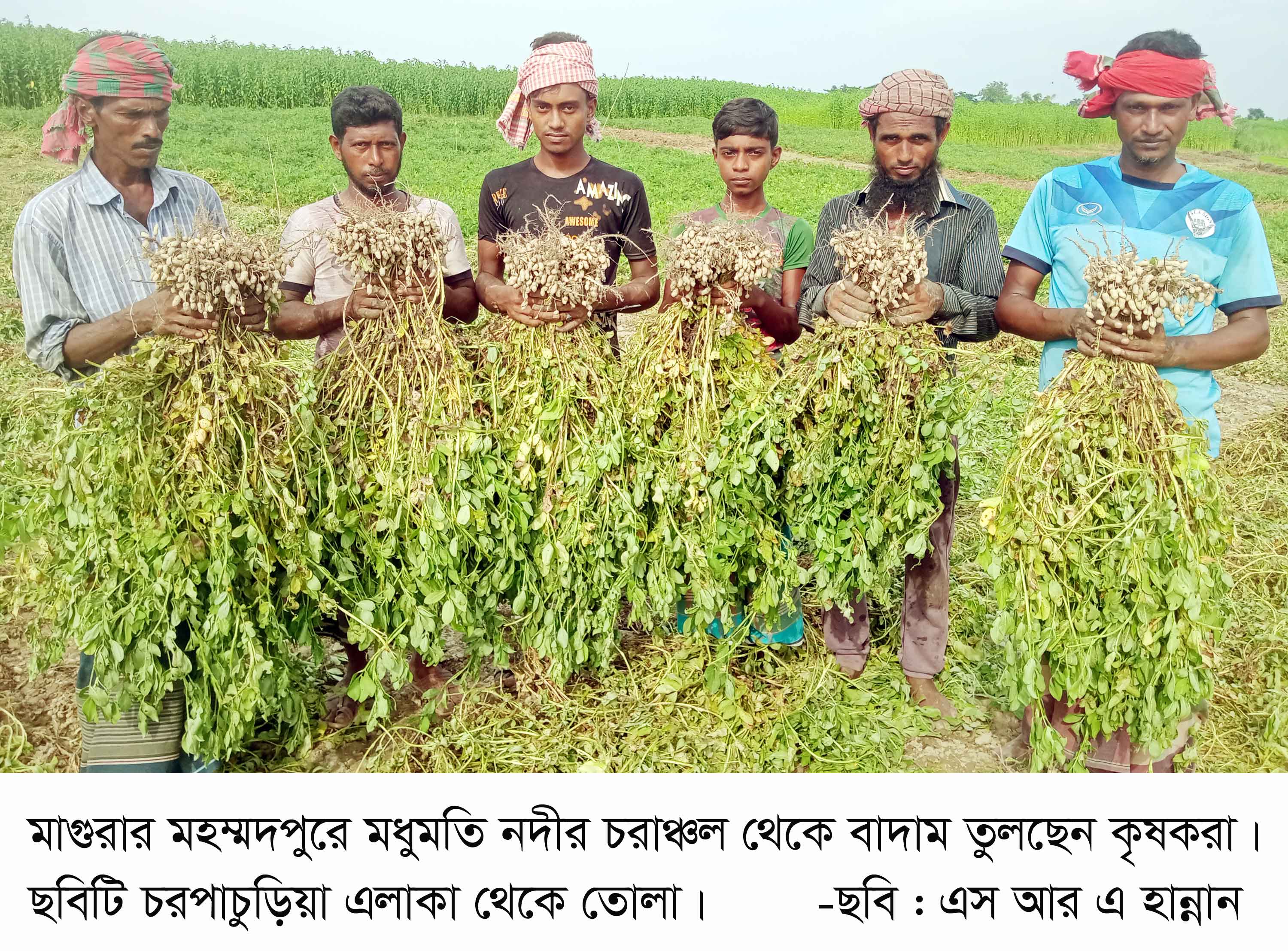 মহম্মদপুরে মধুমতির বিস্তীর্ণ চরে বাদামের বাম্পার ফলন